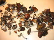mushies.jpg