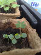 mimosa_pudica.jpg