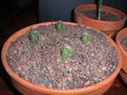 CIMG0369.jpg