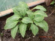 Salvia__Greenhouse.jpg