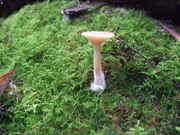 DSCF2003.jpg