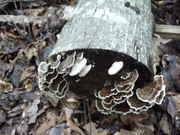 Picture_080.jpg