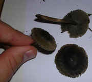 Species18.jpg