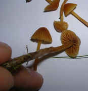 Species17.jpg