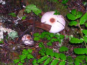 Species12.jpg