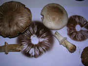 Species3.jpg