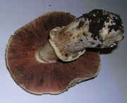 Species3gills.jpg