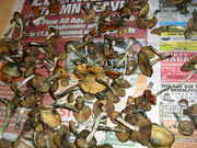 SDC12532.jpg