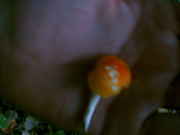 PICT0090.jpg