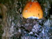 PICT0088.jpg