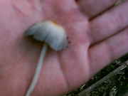 PICT0085.jpg
