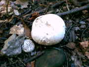 PICT0081.jpg