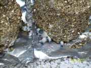 grey_oyster_babies_002.jpg