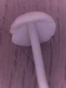 pic5.jpg