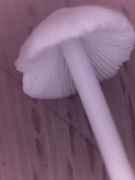 pic6.jpg