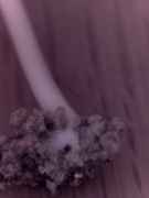 pic7.jpg