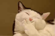 funny-picture-cat-picture-ehpien-cat-best-picture-gallery.jpg