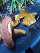 IMG_20110825_145021.jpg