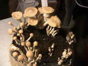 2012.03.06_Kultur_2.jpg