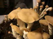 2012.03.06_Kultur_2_4.jpg