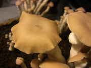 2012.03.06_Kultur_2_6.jpg