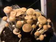 2012.03.16_Flush2.jpg