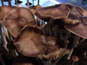 2010.04.30_Kultur_2_Flush2_8.jpg