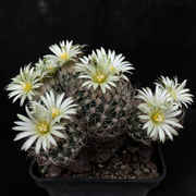Turbinicarpus_krainzianus_141_20131026.jpg