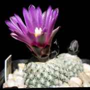 Turbinicarpus_valdezianus_SB1468_06309_20130224.jpg