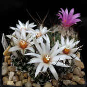 Turbinicarpus_schmiedickeanus_gracilis_SB273_03109_20131026.jpg