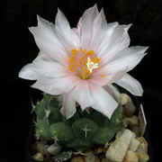 Turbinicarpus_lophophoroides_L723_03609_20130928.jpg
