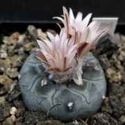 Turbinicarpus_jauernigii_HO1103_03309_20131117.jpg