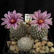 Turbinicarpus_saueri_septentrionalis_PP1363_01809_20130209.jpg