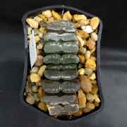 Haworthia_truncata_2.jpg