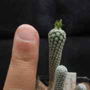 Turbinicarpus_sp.jpg