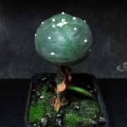 Lopho_graft_20140923.jpg