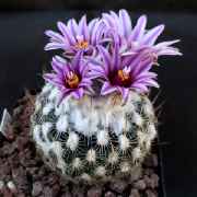 Turbinicarpus_saueri_septentrionalis_PP1363_09018_20150208.jpg