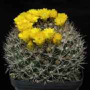 Mystery_20120421.jpg