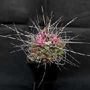 Mammillaria_crassicaulis_R1146_301_20150307.jpg