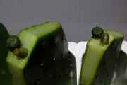 Loph1_20150318.jpg