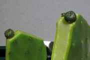 Loph2_20150318.jpg
