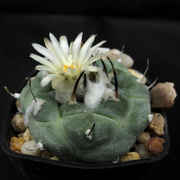 Turbinicarpus_jauernigii_HO1103_09033_20141018.jpg