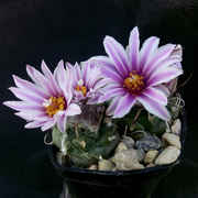 Turbinicarpus_schmiedickeanus_rubriflorus_TCG1302_09028_20150212.jpg