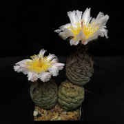 Tephrocactus_geometricus_410_20150520.jpg