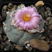 Lophophora_decipiens_186_20150322.jpg