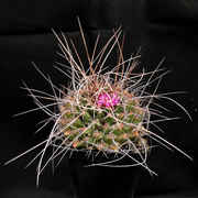 Mammillaria_crassicaulis_R1146_301_20160319.jpg