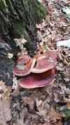 IMG-20171015-WA0001.jpg