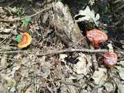 IMG-20190706-WA0002.jpg