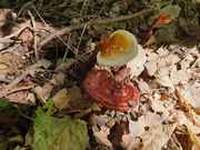 IMG-20190706-WA0017.jpg
