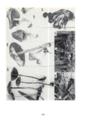 tgs_image_plates-8.png